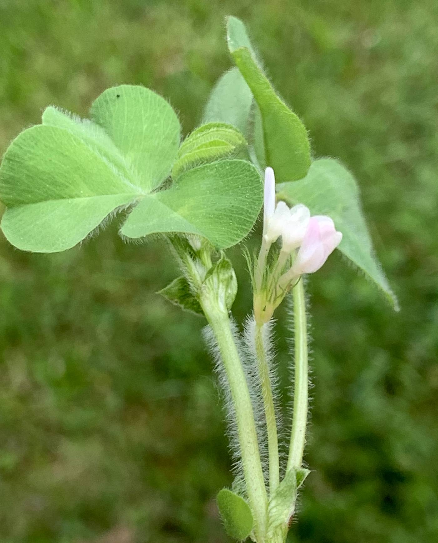 Trifolium subterraneum image