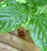 Euonymus occidentalis image