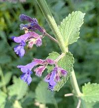 Image of Nepeta racemosa