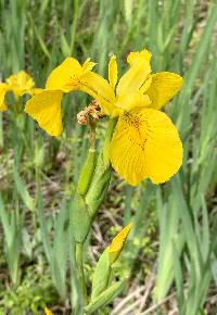 Image of Iris pseudacorus