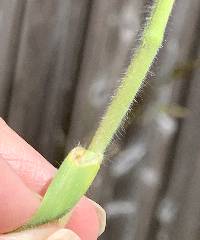 Bromus hordeaceus image