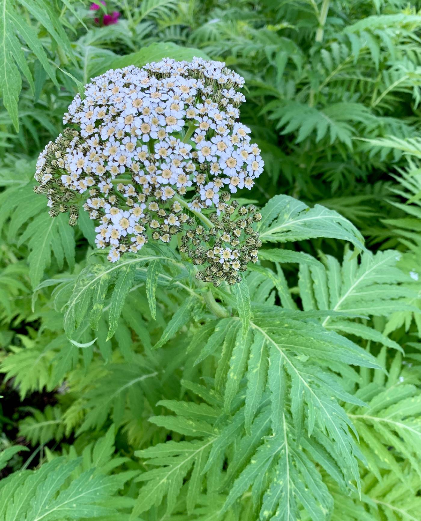 Tanacetum macrophyllum image