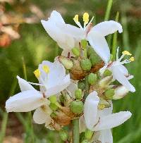 Libertia chilensis image