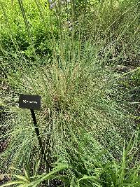 Stipa gigantea image