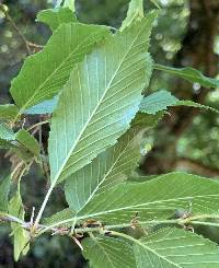 Image of Carpinus fargesiana