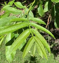 Pterocarya stenoptera image