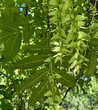 Pterocarya stenoptera image