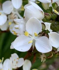 Libertia chilensis image