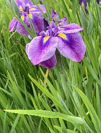 Iris ensata image