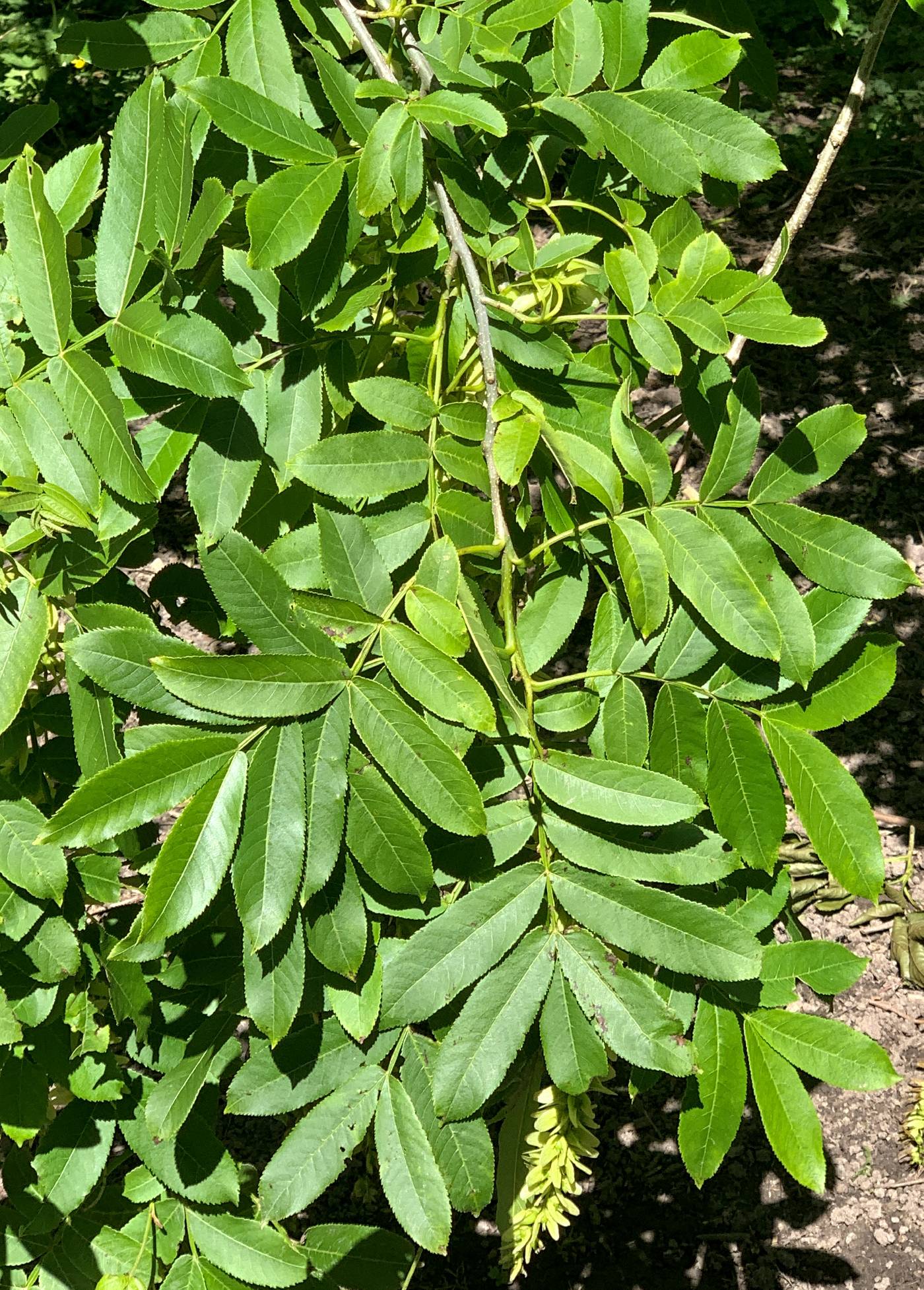 Pterocarya stenoptera image