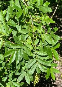 Image of Pterocarya stenoptera