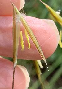 Image of Stipa gigantea