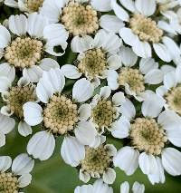 Tanacetum macrophyllum image