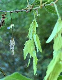 Carpinus fargesiana image