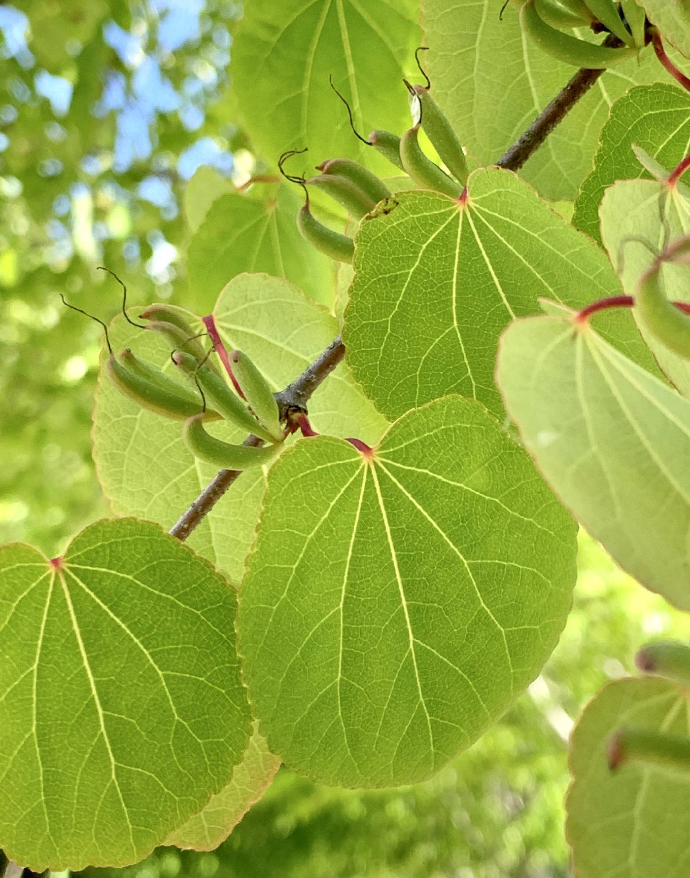 Cercidiphyllum japonicum image