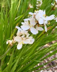 Image of Libertia chilensis