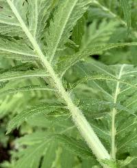 Tanacetum macrophyllum image