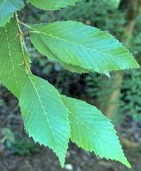 Carpinus fargesiana image