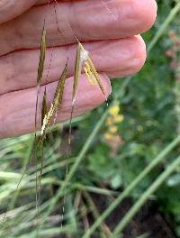 Stipa gigantea image