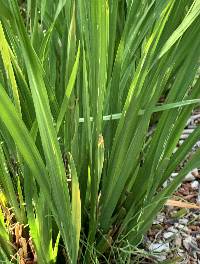 Libertia chilensis image