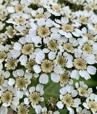 Tanacetum macrophyllum image