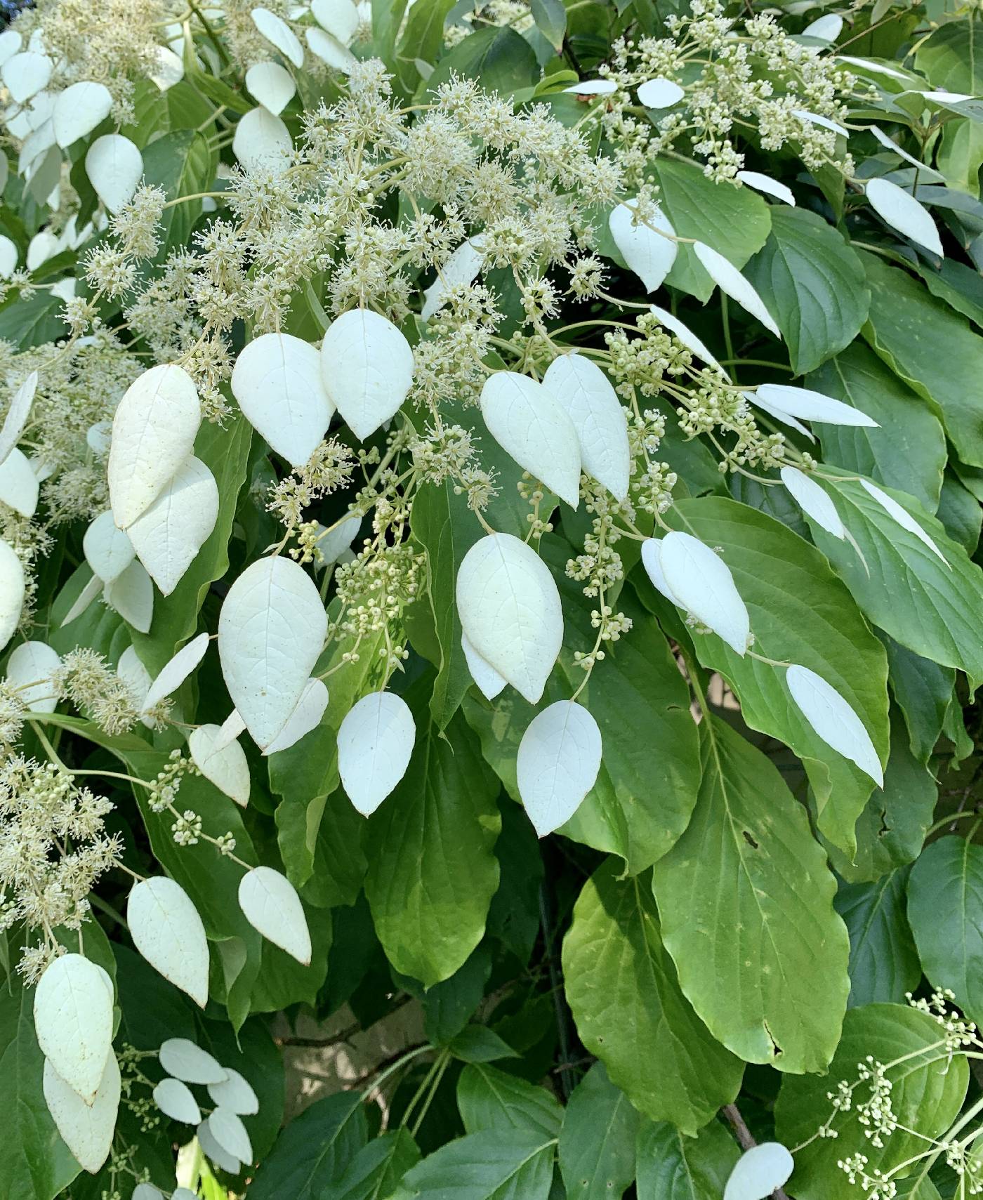 Hydrangea ampla image