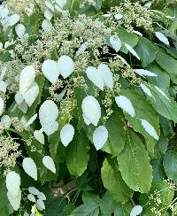 Image of Hydrangea ampla