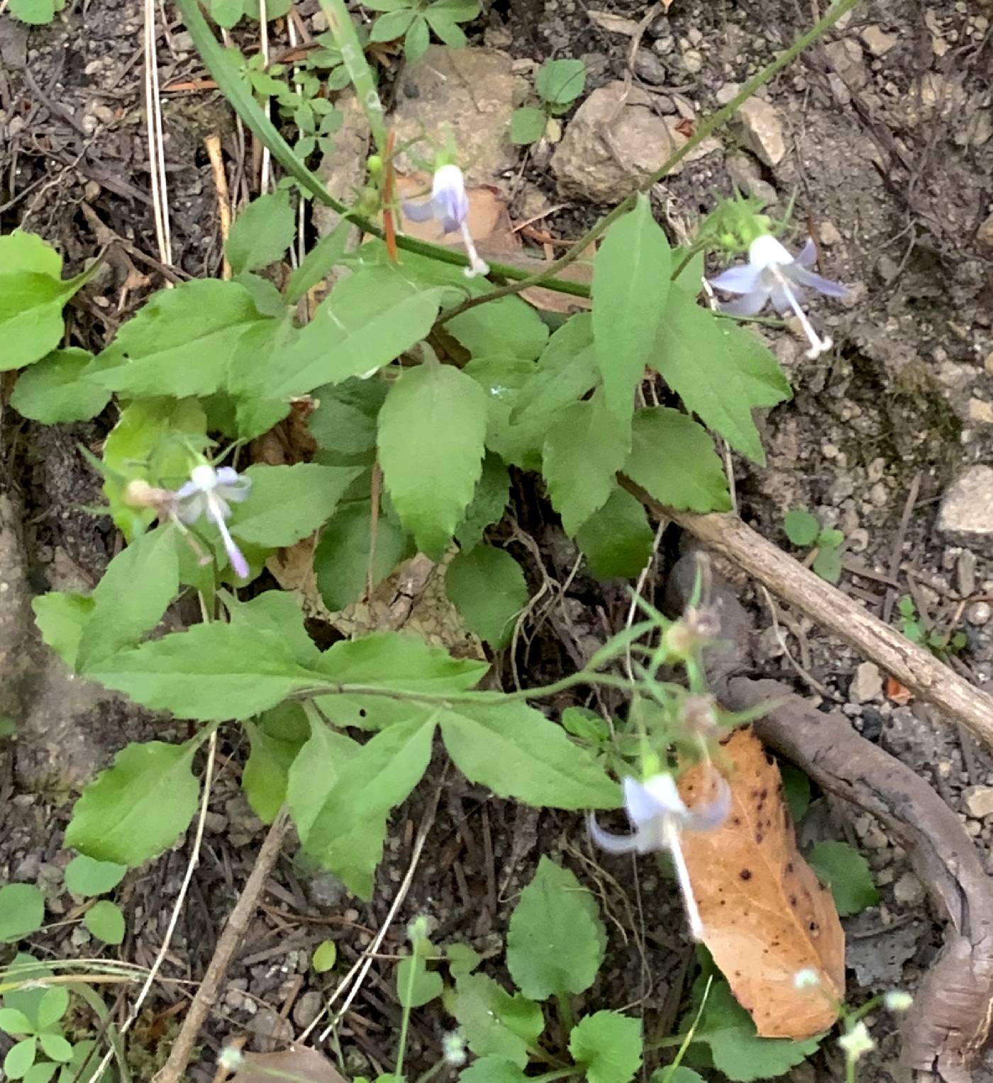 Campanula scouleri image