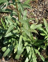 Digitalis ferruginea image