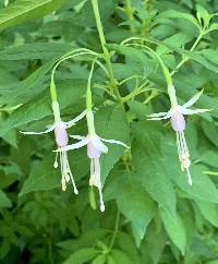 Fuchsia magellanica image