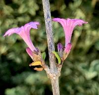 Leptodermis oblonga image