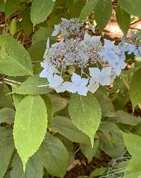 Media resource of Hydrangea serrata
