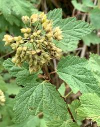 Physocarpus capitatus image