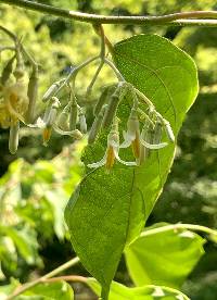 Alangium platanifolium image