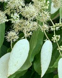 Hydrangea ampla image