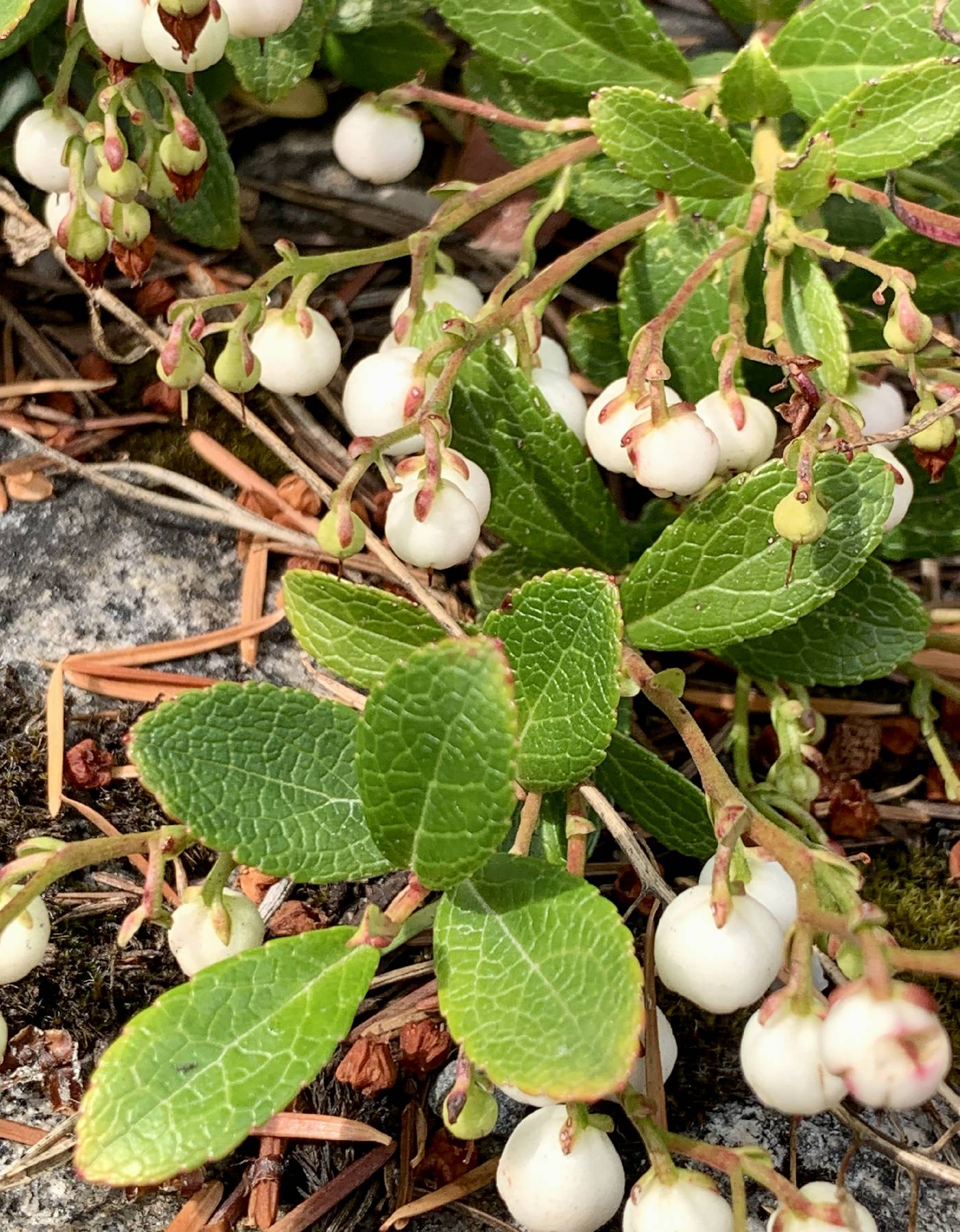 Gaultheria miqueliana image