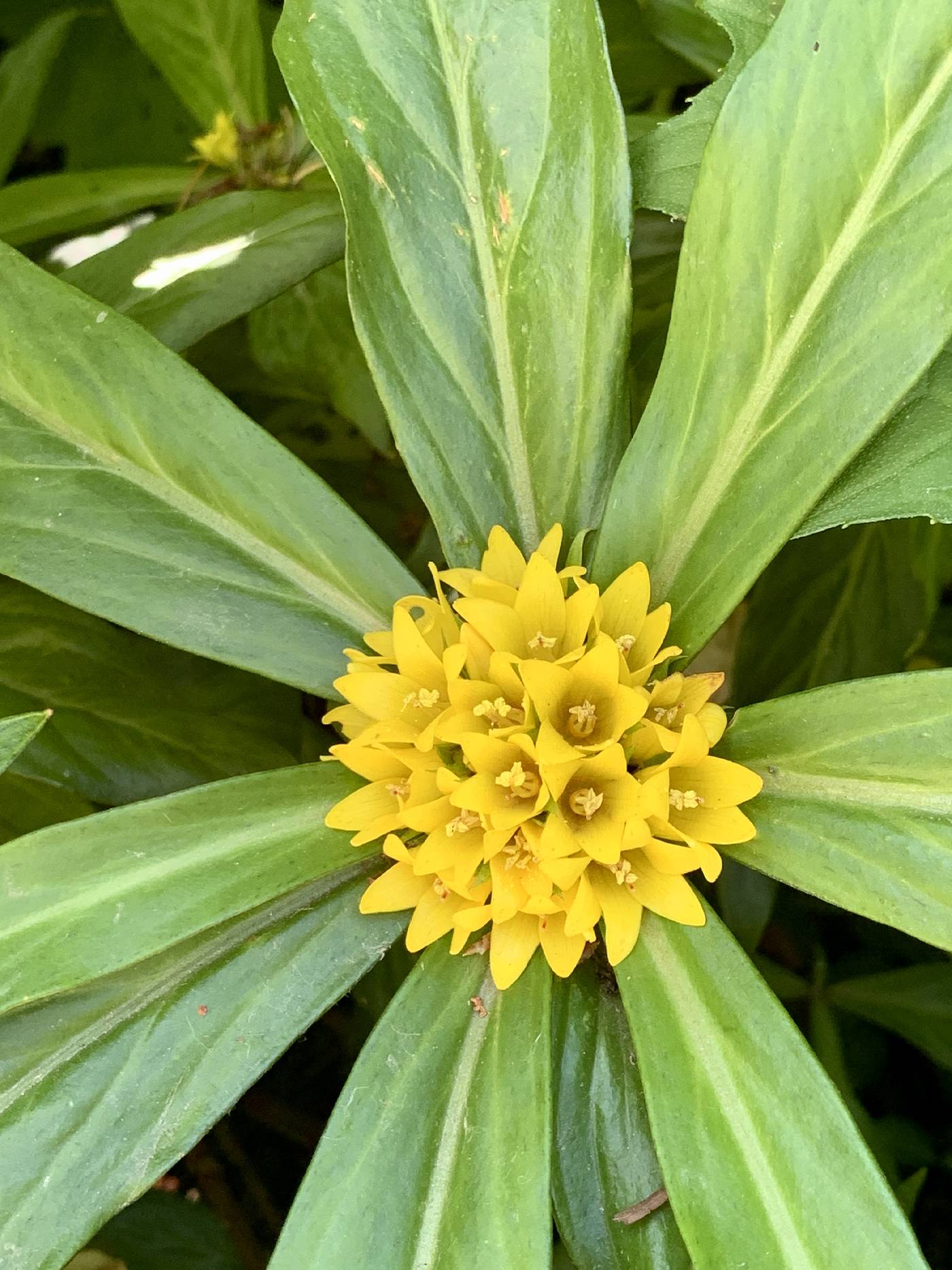 Lysimachia paridiformis image