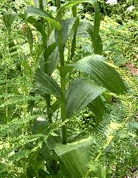 Veratrum californicum image