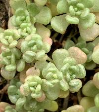 Sedum oreganum image