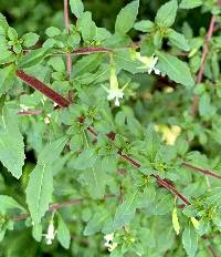 Fuchsia thymifolia image