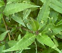 Helwingia japonica image