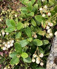 Gaultheria miqueliana image