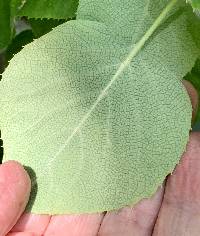 Hydrangea hydrangeoides image