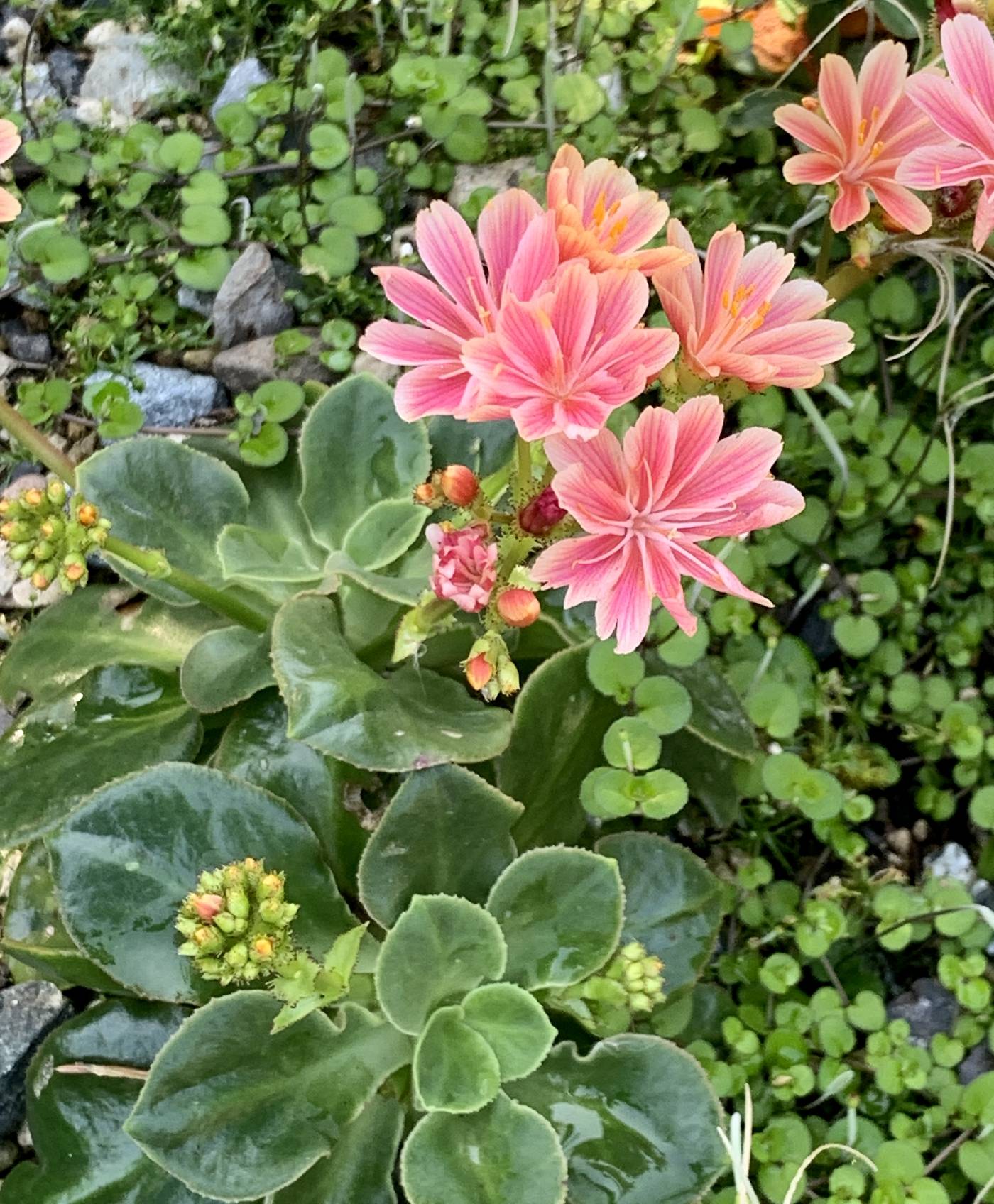 Lewisia cotyledon image