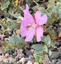 Epilobium rigidum image