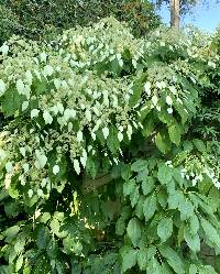 Hydrangea ampla image