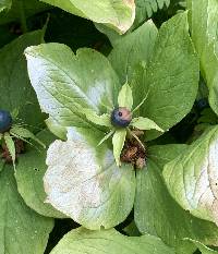 Image of Paris quadrifolia