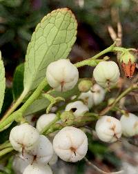 Gaultheria miqueliana image