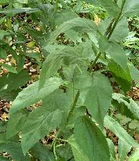 Campanula latifolia image