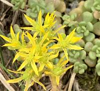 Sedum oreganum image